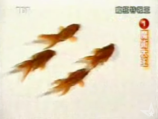 Cute Alert: Goldfish Synchronized Swimming